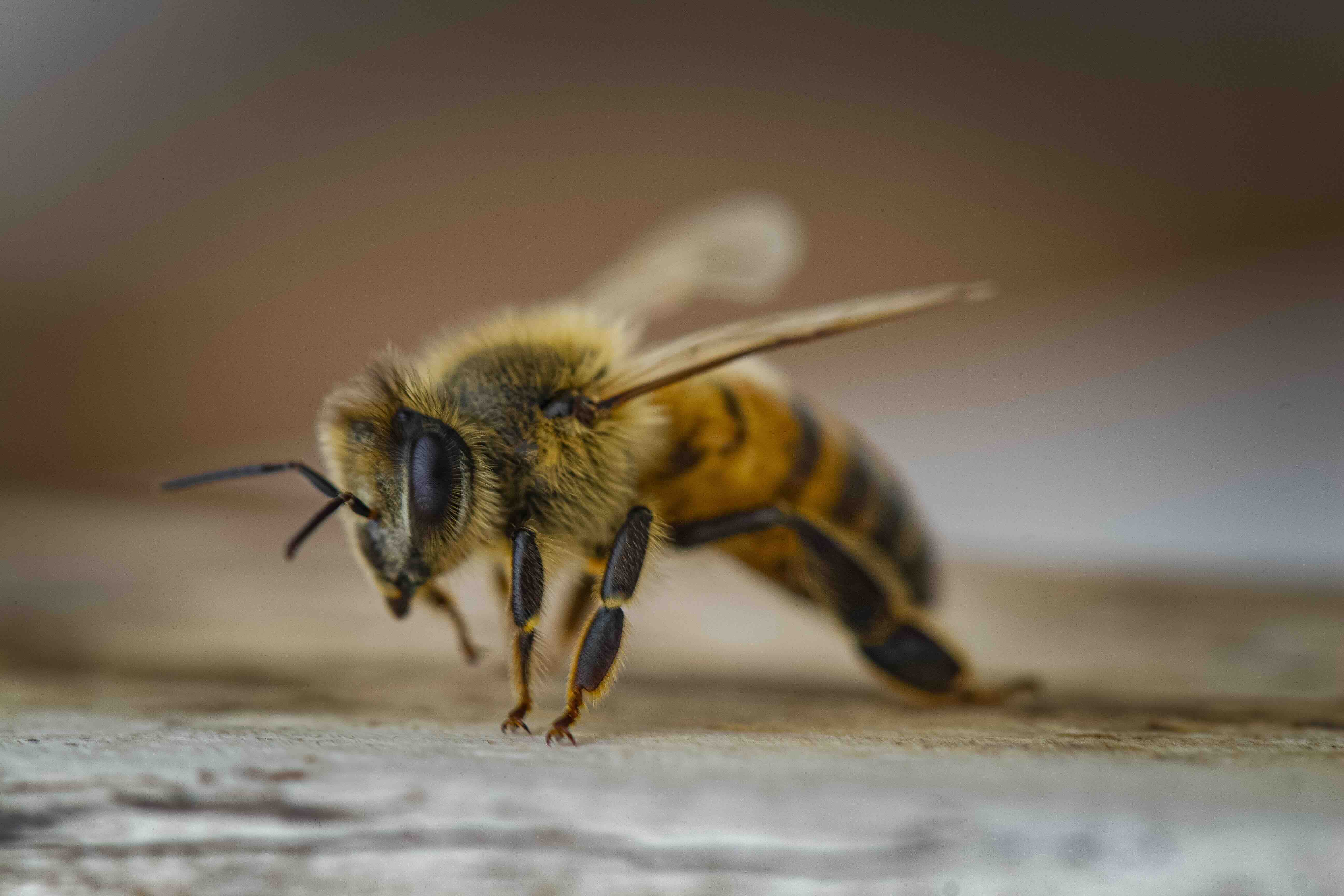 piqure insecte ou morsure animal : se soigner avec un medecin a ecublens 